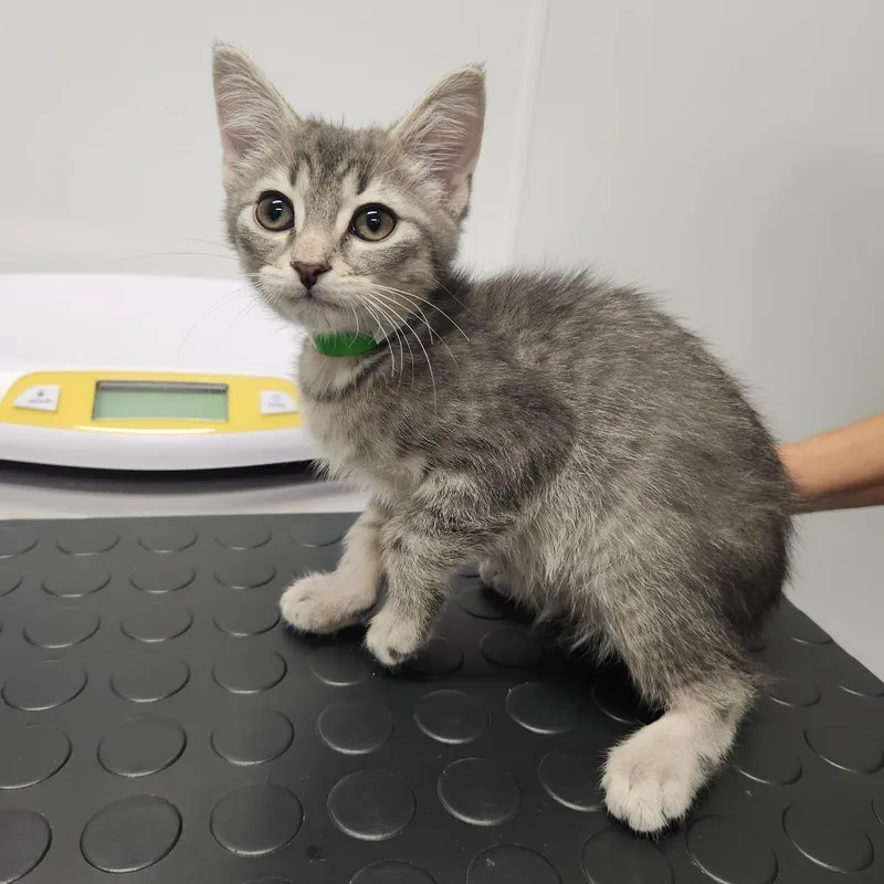 A baby small-sized male Gray / Blue / Silver Domestic Short Hair cat named Pepper for adoption in Fort Wayne, IN