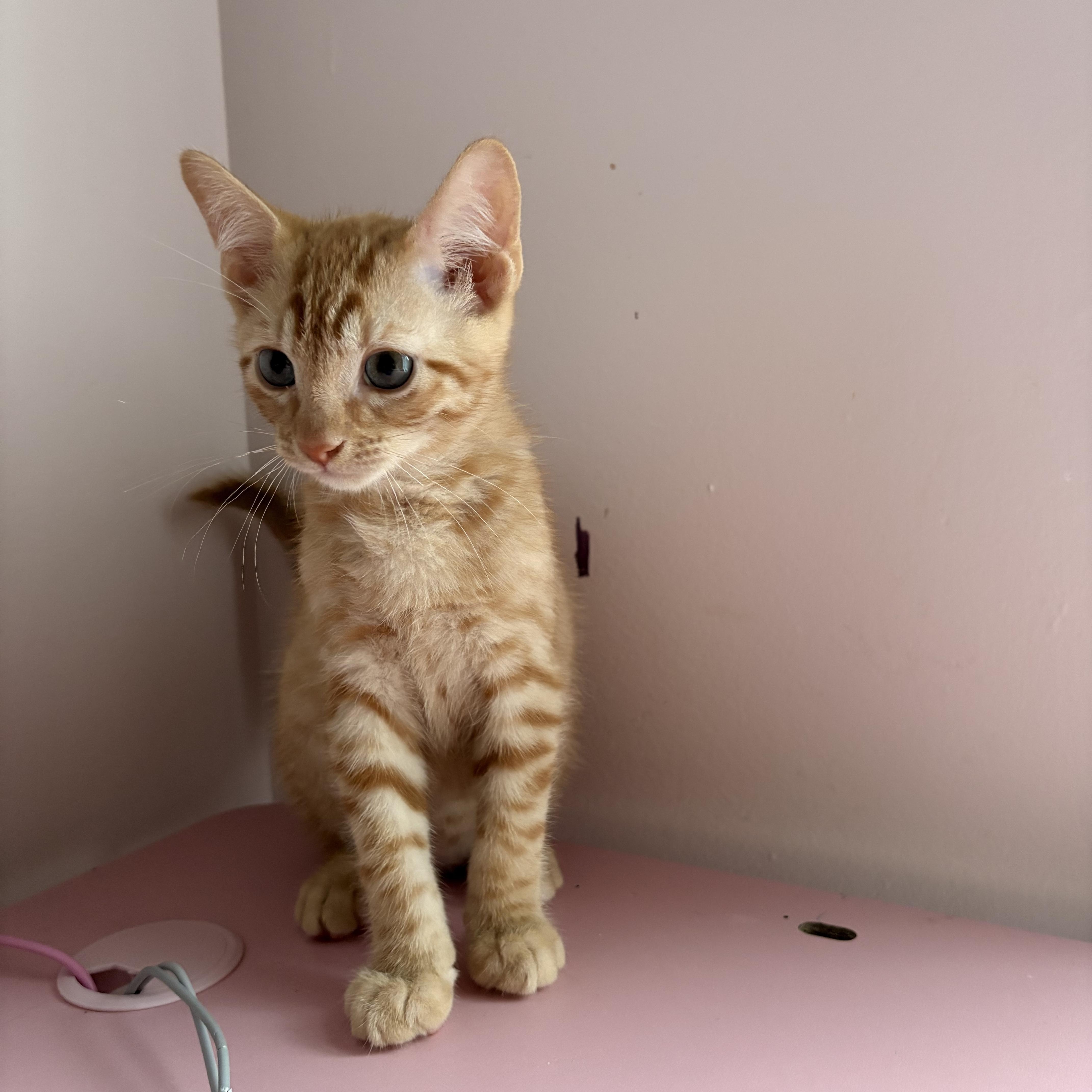A baby medium-sized male Tabby (Orange / Red) Tabby cat named Boo Radley for adoption in Roslyn Heights, NY