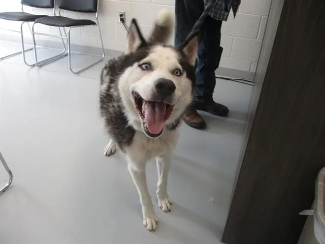 A young small-sized male Siberian Husky dog named A for adoption in Ocala, FL