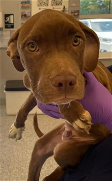 A baby medium-sized male Mixed Breed dog named Perry for adoption in Palmetto, FL