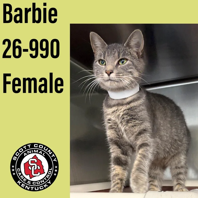 An adult small-sized female Domestic Short Hair cat named Barbie for adoption in Georgetown, KY