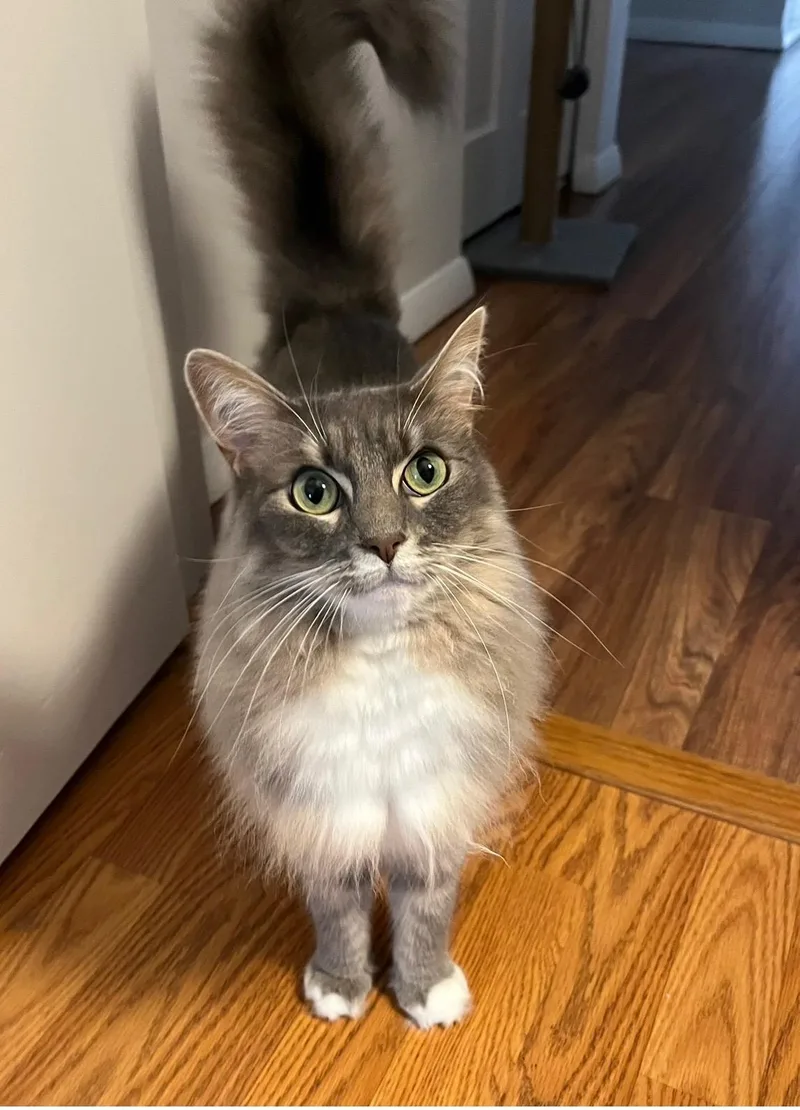 An adult small-sized female Gray & White Domestic Medium Hair cat named Callie for adoption in Canton, MA