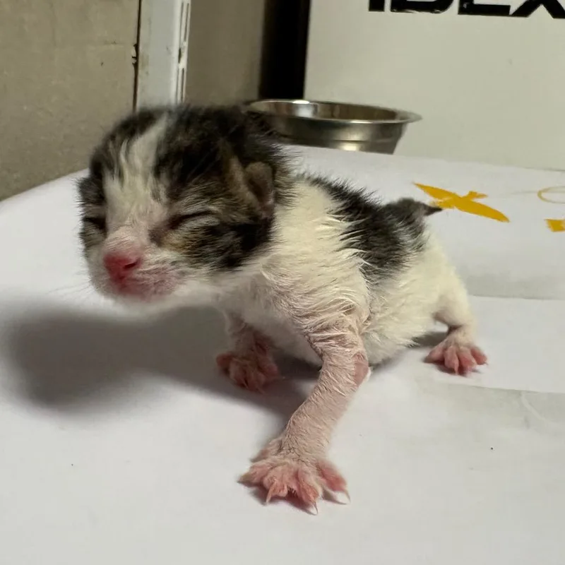 A baby small-sized male Brown / Chocolate Domestic Short Hair cat named Suko for adoption in Yuma, AZ