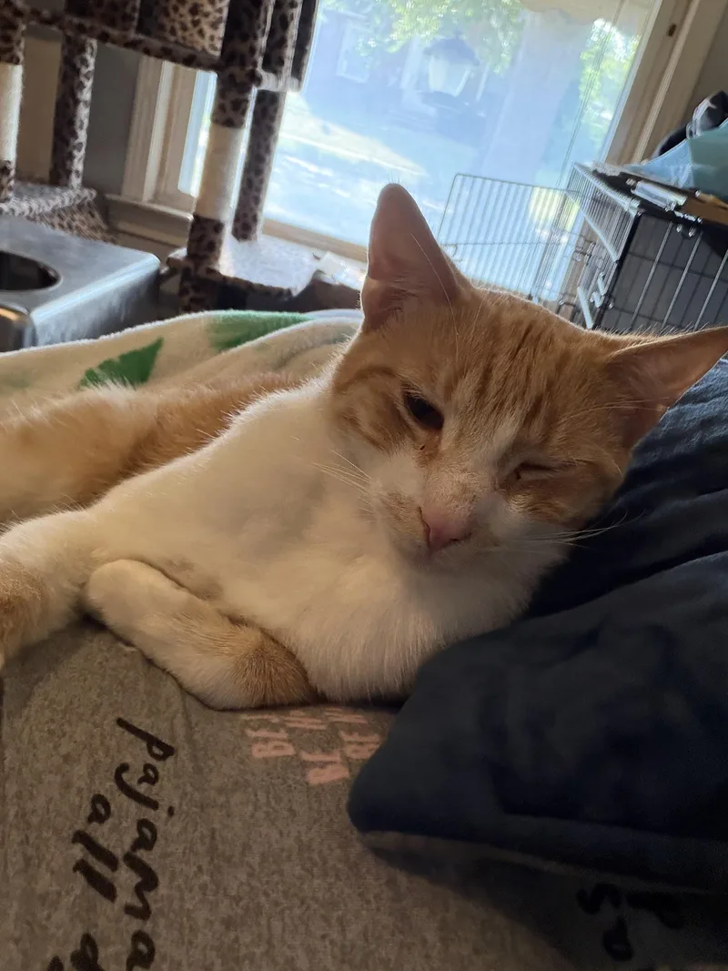 An adult medium-sized male Tabby (Orange / Red) Domestic Short Hair cat named Sunny for adoption in Cleveland, OH