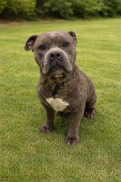 An adult medium-sized male Pit Bull Terrier dog named Rex for adoption in Lancaster, CA