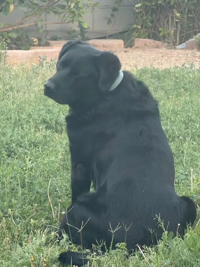 An adult large-sized female Black Labrador Retriever dog named Molly for adoption in Las Vegas, NV