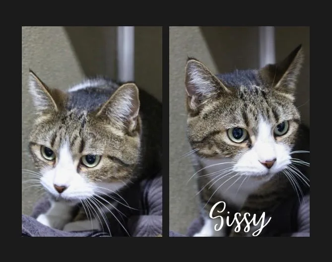 An adult medium-sized female Domestic Short Hair cat named Sissy silo for adoption in Pierceton, IN