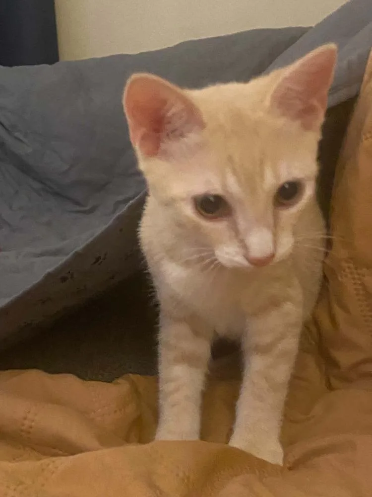 A baby small-sized male Domestic Short Hair cat named Kirby for adoption in West Mifflin, PA