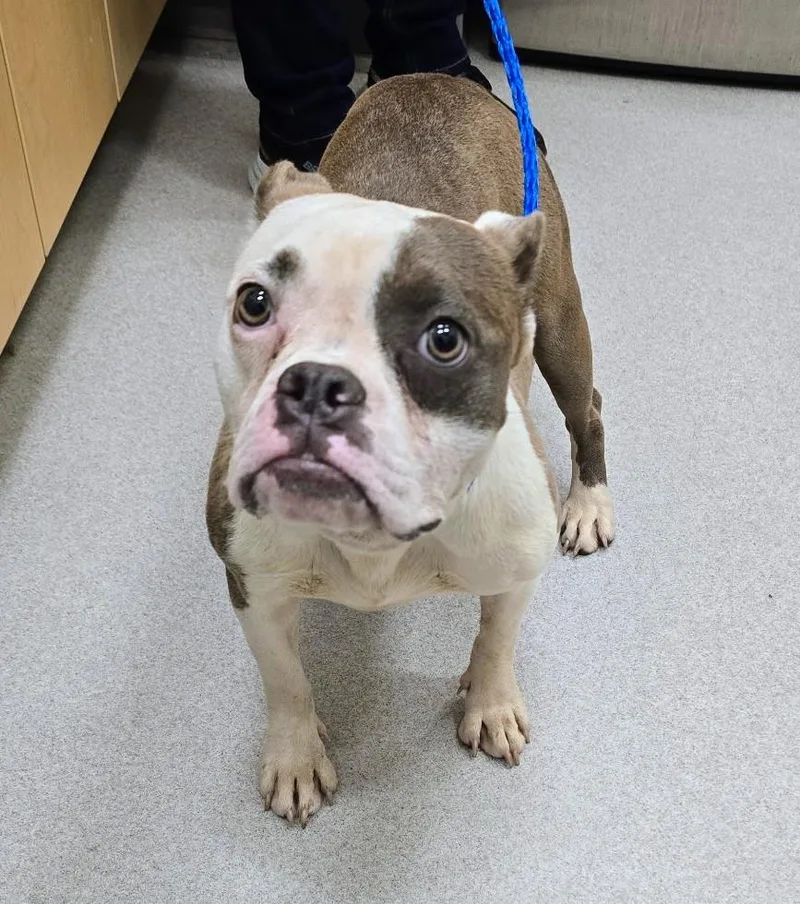 An adult medium-sized female White / Cream American Bully dog named 26-254 for adoption in Amityville, NY
