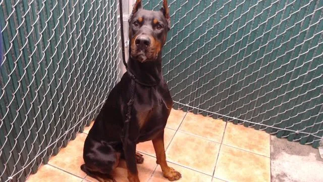 A young medium-sized male Doberman Pinscher dog named Duke for adoption in Downey, CA