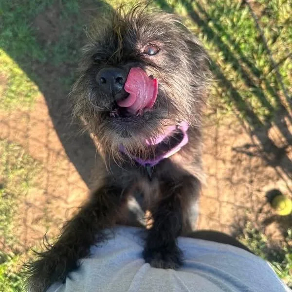 An adult small-sized female Black Mixed Breed dog named Nora for adoption in Fredericksburg, VA