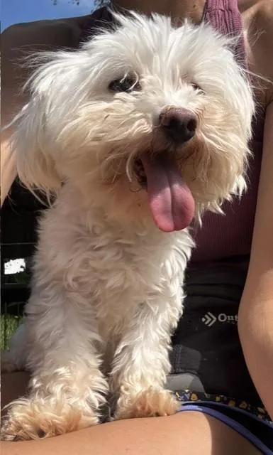 An adult small-sized male White / Cream Maltese dog named Bill for adoption in fort worth, TX