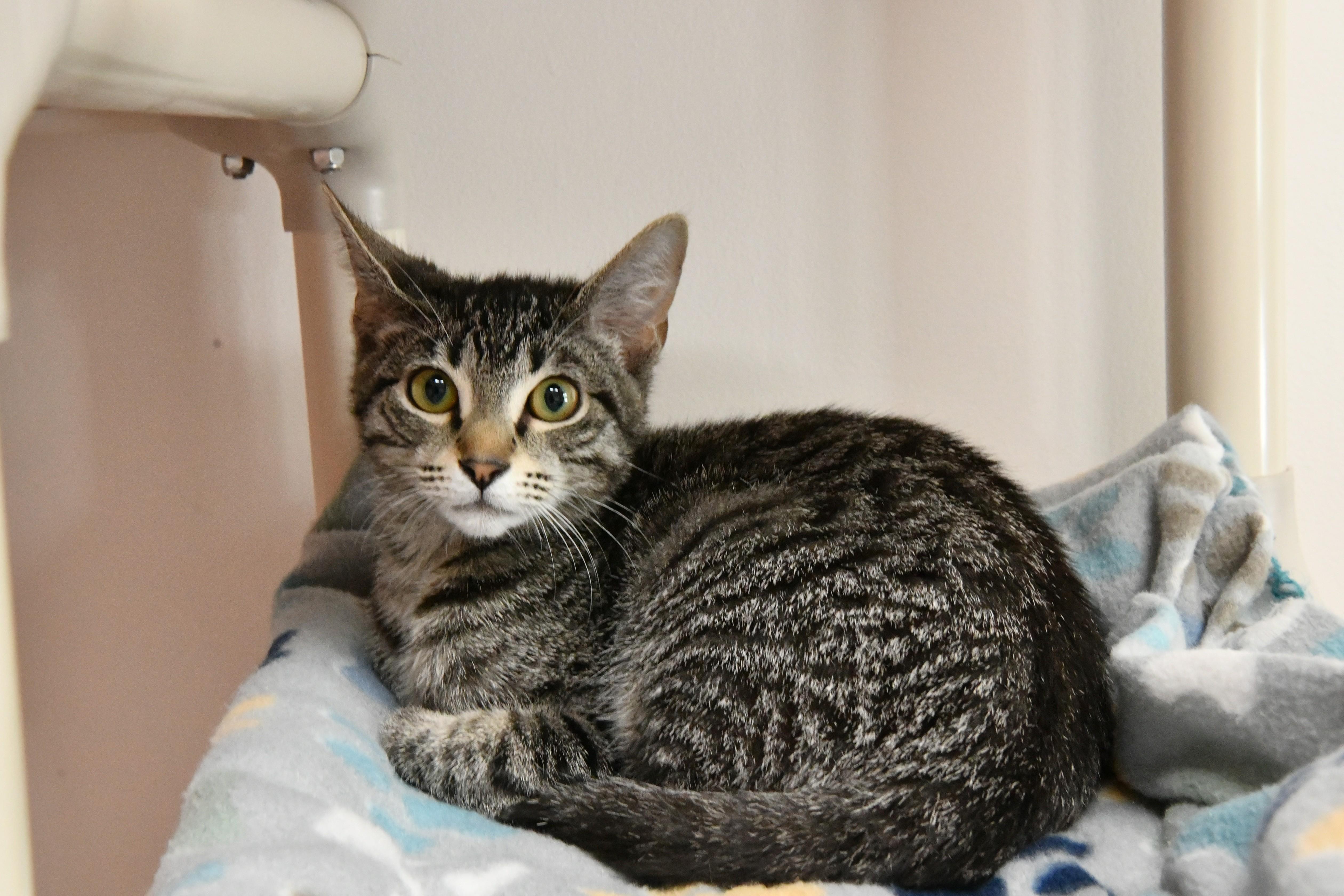 A young medium-sized male Tabby (Brown / Chocolate) Domestic Short Hair cat named Chestnut for adoption in Fairhope, AL
