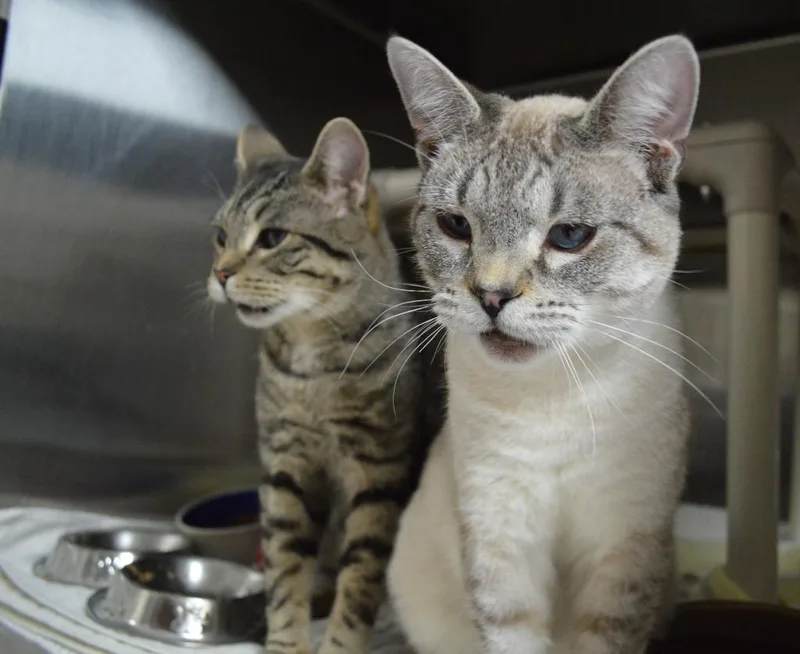 A baby medium-sized male Domestic Short Hair cat named Heron for adoption in Shoreline, WA