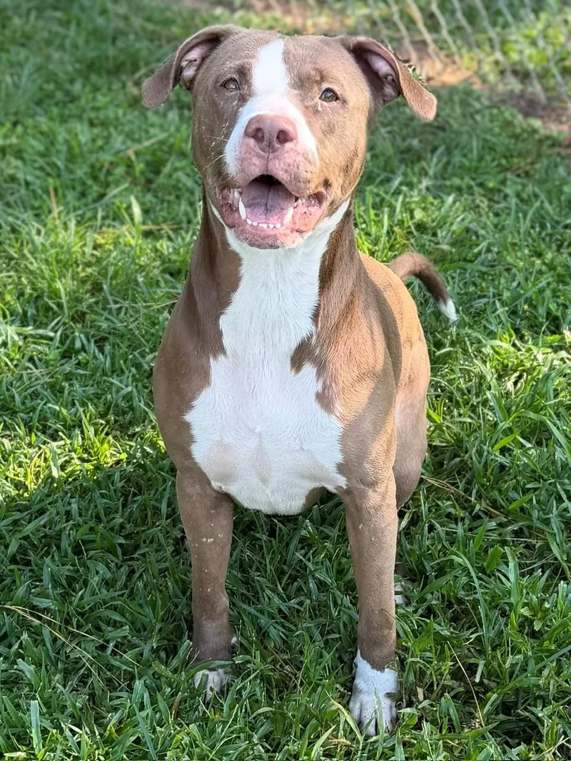 An adult large-sized female Brown / Chocolate Mixed Breed dog named Jolene for adoption in Summerdale, AL