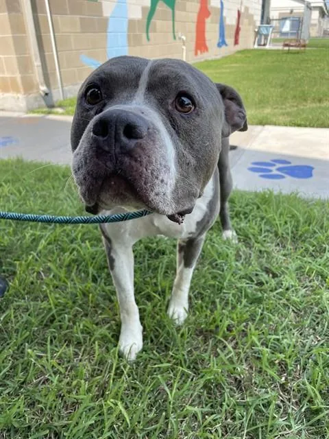 An adult large-sized male Pit Bull Terrier dog named Apollo for adoption in Corpus Christi, TX