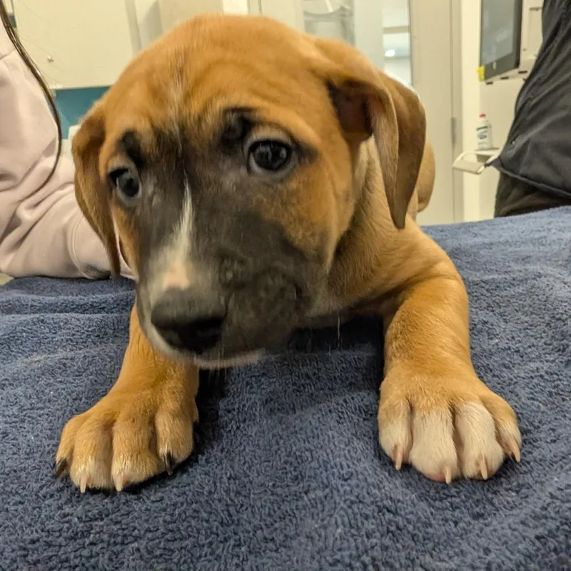 A baby small-sized male Sable Labrador Retriever dog named Torque for adoption in Winston Salem, NC