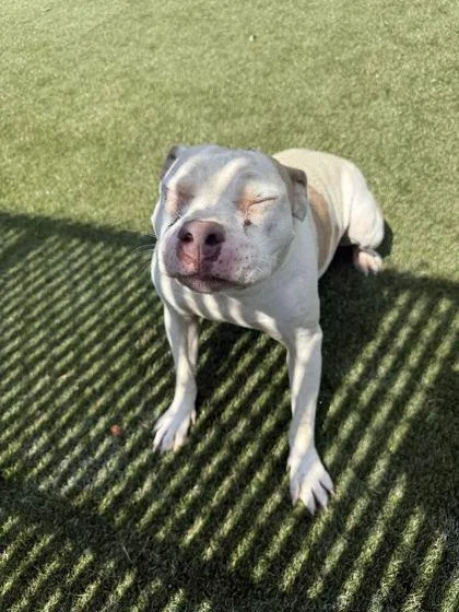 An adult medium-sized female Mixed Breed dog named Nugget for adoption in Lafayette, IN
