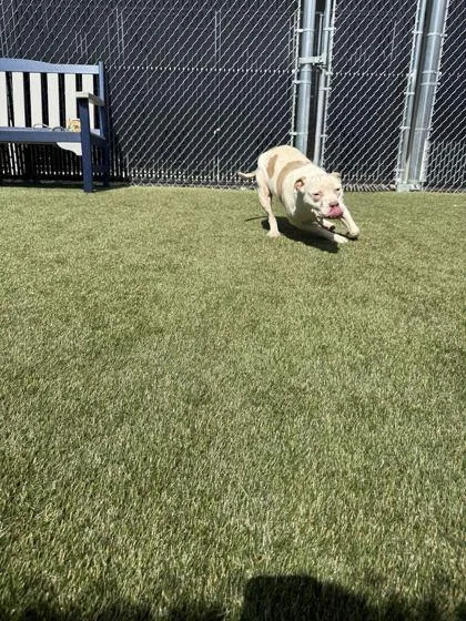 Nugget thumbnail 3