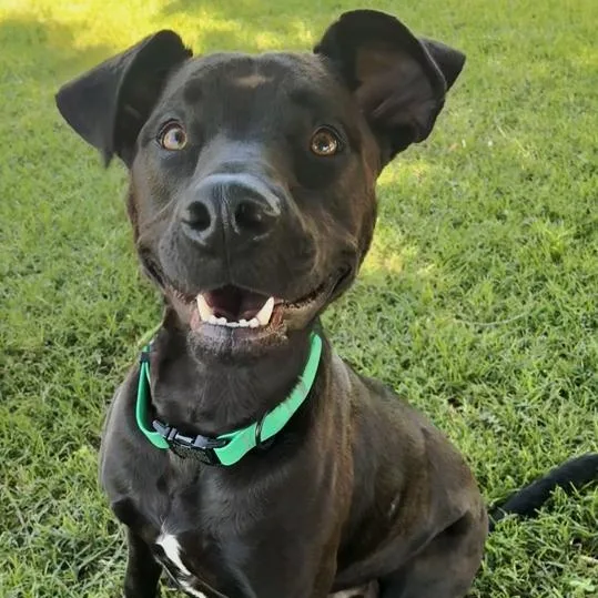 Arlo