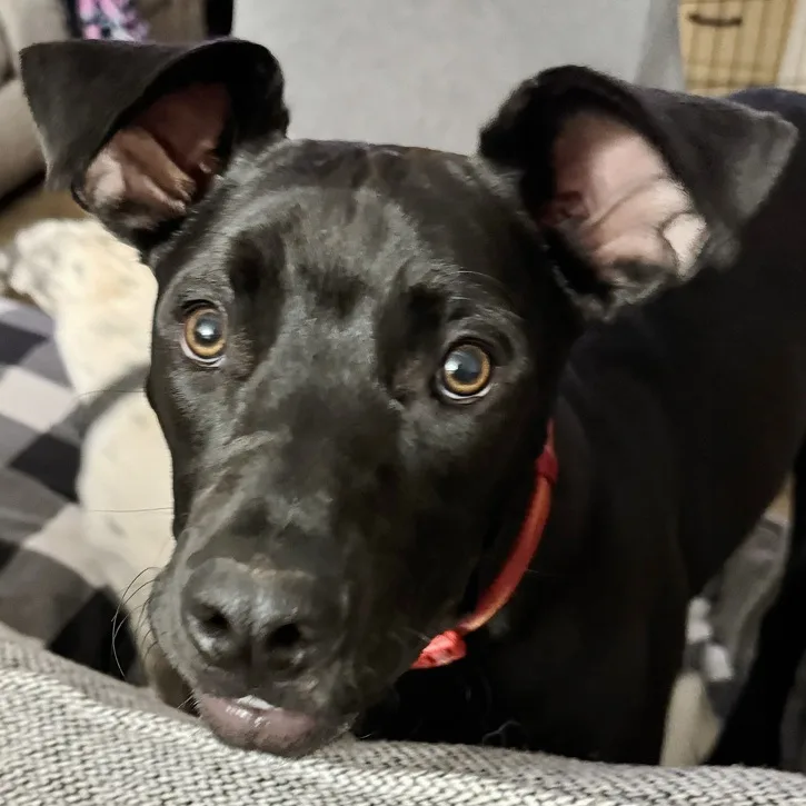 Arlo thumbnail 2