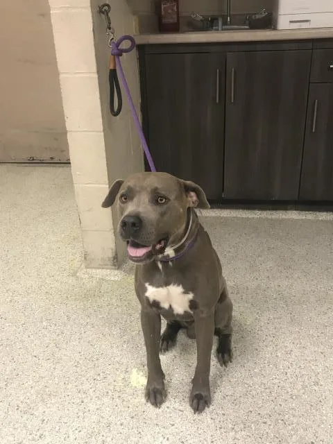 A young large-sized male Pit Bull Terrier dog named Zag for adoption in Conroe, TX