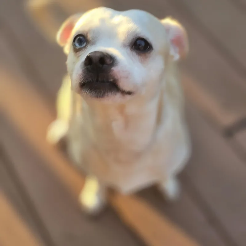 An adult small-sized male Chihuahua dog named Dalton for adoption in Buckley, WA