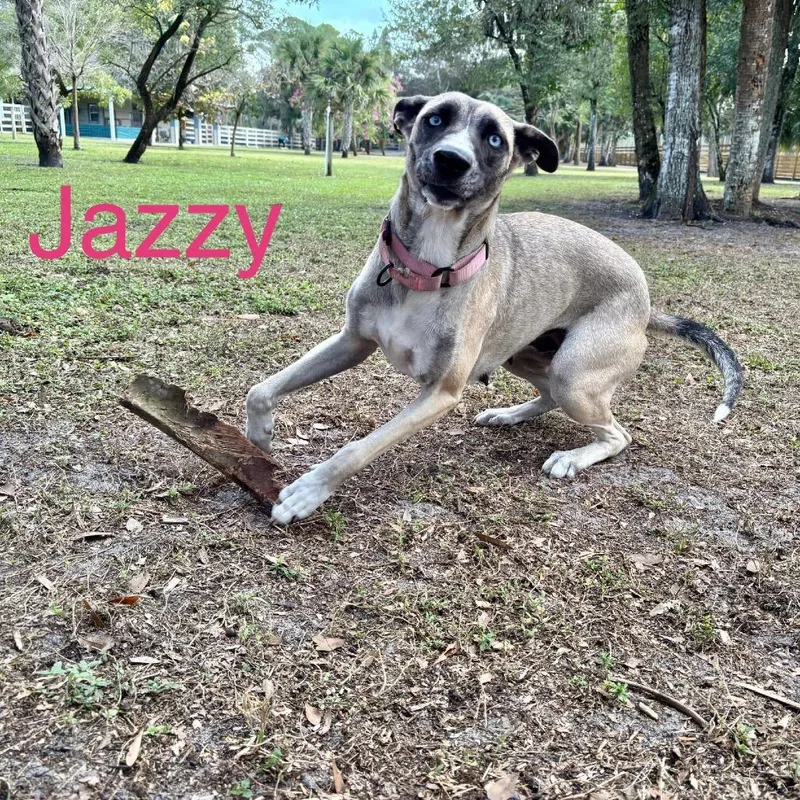 Jazzy