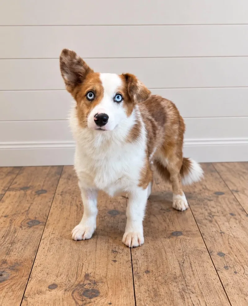A young small-sized male Corgi dog named Felix for adoption in Georgetown, OH