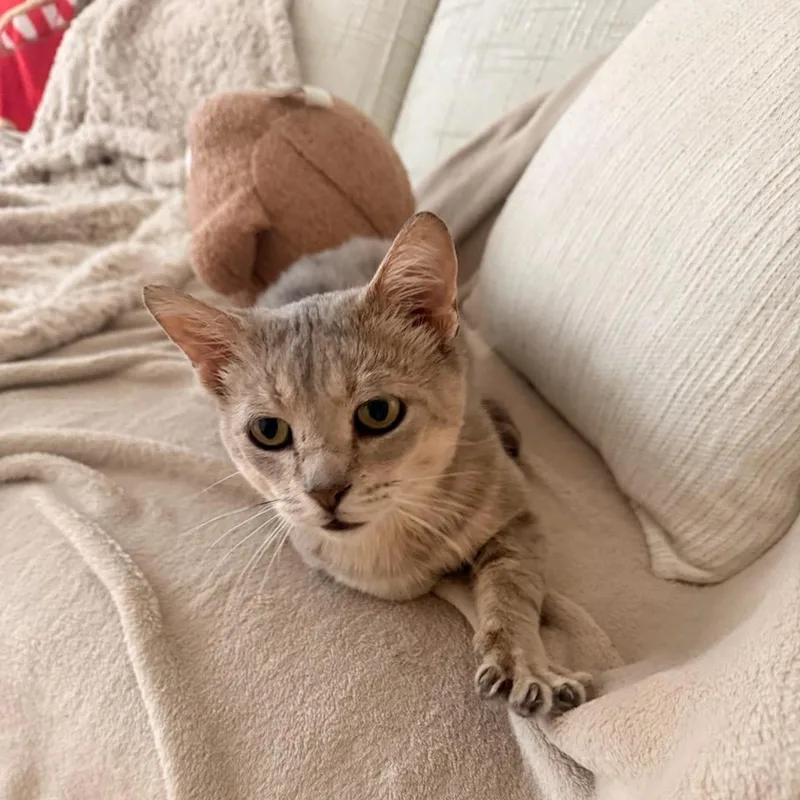 An adult medium-sized male Gray / Blue / Silver Domestic Short Hair cat named Feldspar for adoption in Evanston, IL