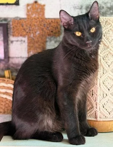 An adult large-sized male Black Domestic Short Hair cat named Baguerra Psp for adoption in Oakland Park, FL