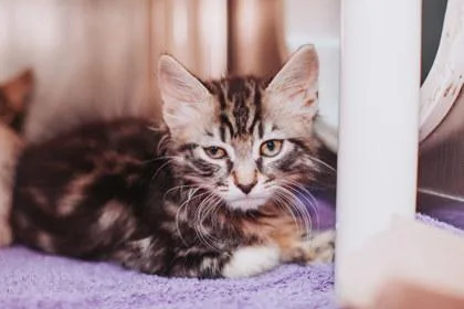A young small-sized female Domestic Short Hair cat named A Sydney Petco North for adoption in North Charleston, SC