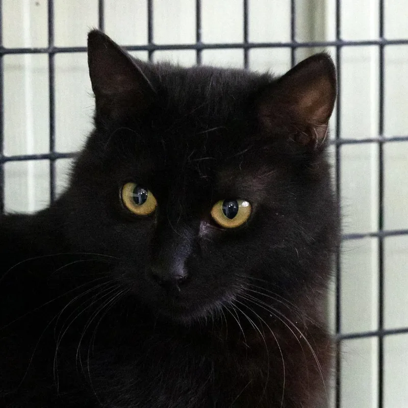 Light Fury thumbnail 2