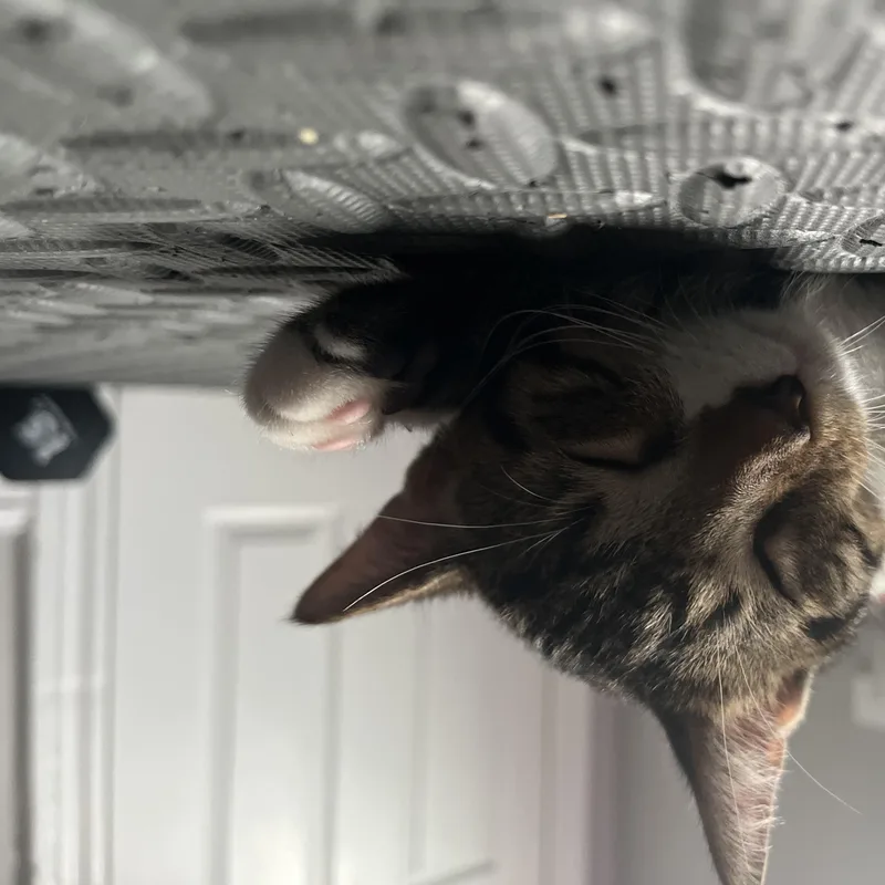 A baby medium-sized male Tabby (Brown / Chocolate) American Shorthair cat named Piper for adoption in Philadelphia, PA