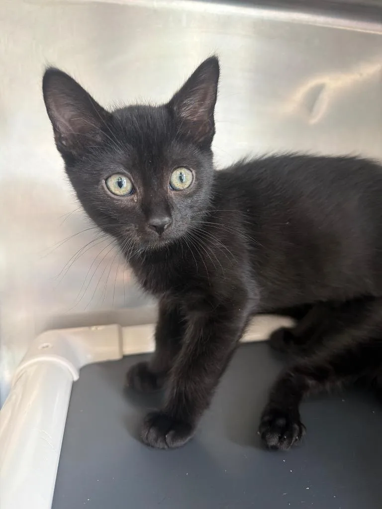 A baby medium-sized male Domestic Short Hair cat named Casper for adoption in Pomona, NY