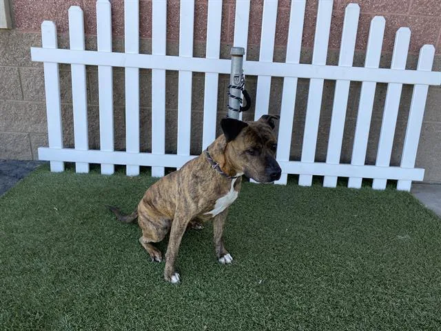 A young large-sized female Pit Bull Terrier dog named A for adoption in Modesto, CA