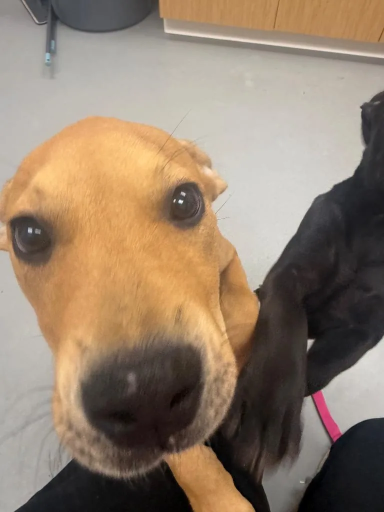 A baby medium-sized female Labrador Retriever dog named Hosanna for adoption in Hartsville, SC