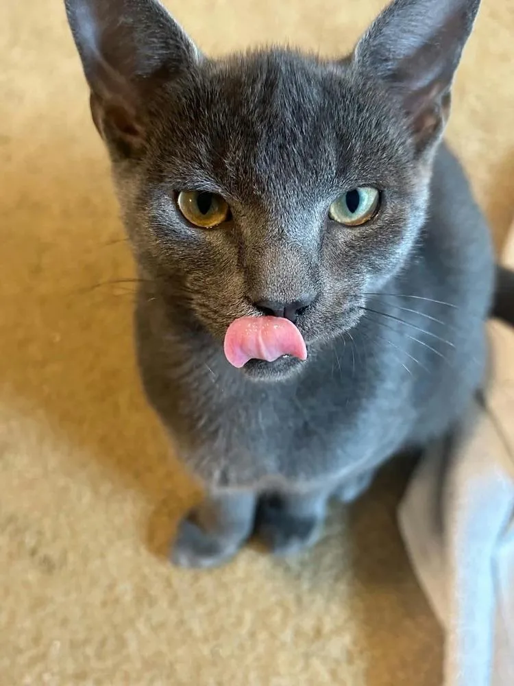 A baby small-sized male American Shorthair cat named Smokey bonded with Bandit for adoption in Bremen, OH
