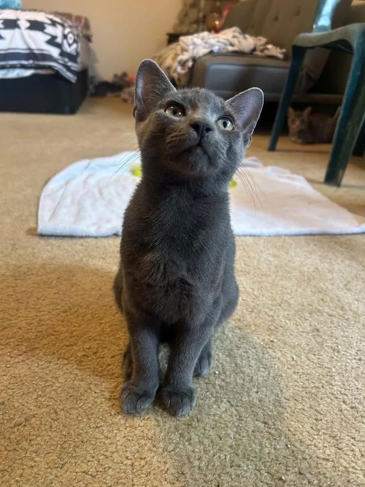 Smokey bonded with Bandit thumbnail 2
