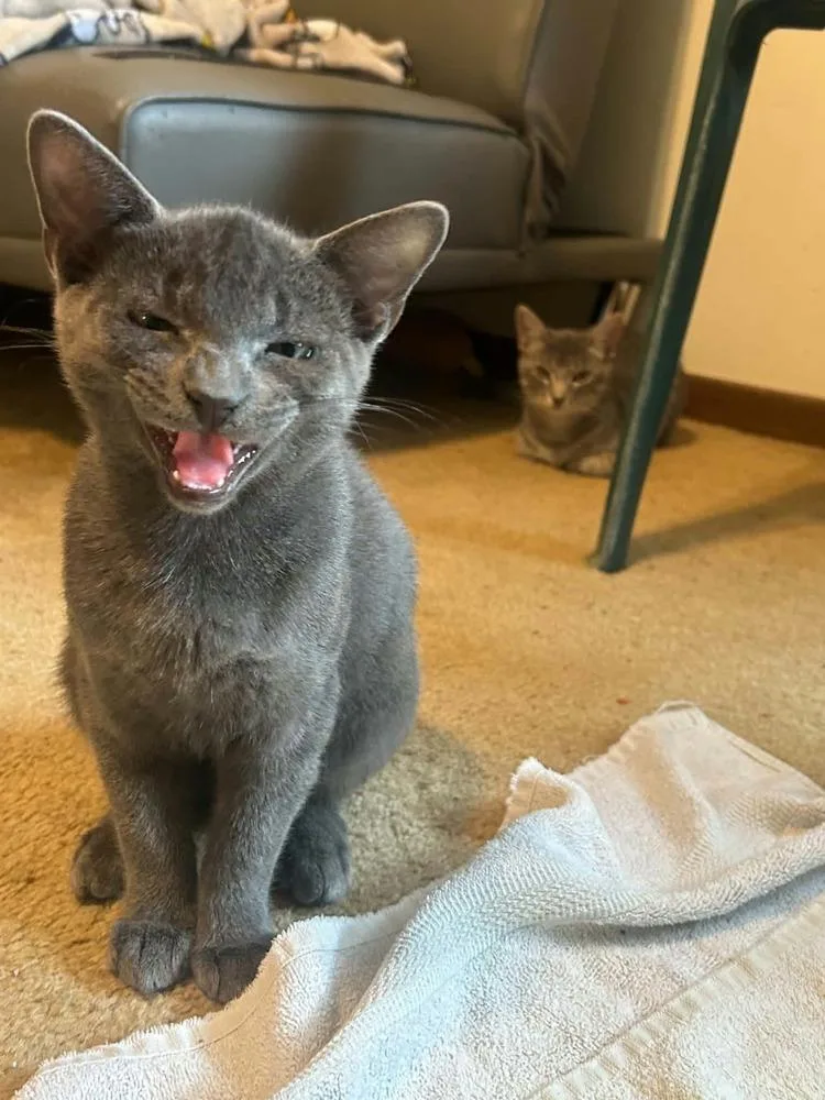 Smokey bonded with Bandit thumbnail 3