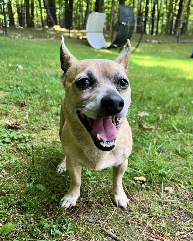 A senior small-sized male Apricot / Beige Chihuahua dog named Frisco for adoption in Foster, RI