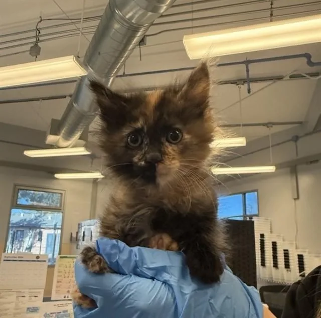 A baby small-sized female Domestic Short Hair cat named Heidi for adoption in San Jose, CA