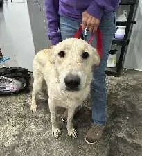 An adult large-sized female White / Cream Collie dog named Ellie for adoption in Scottsburg, IN