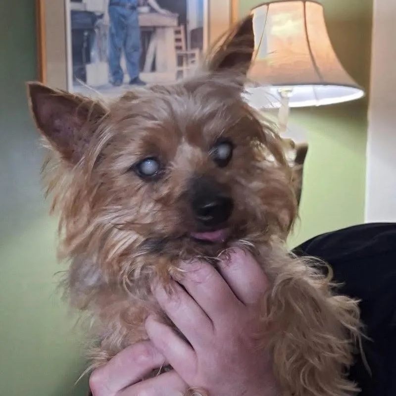 A senior small-sized male Bicolor Yorkshire Terrier dog named Waylon for adoption in Water Valley, MS