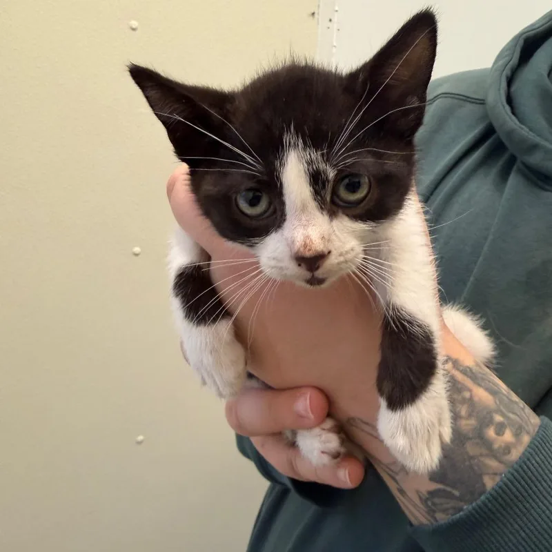 A baby small-sized male Black Domestic Short Hair cat named Ridoc for adoption in Enfield, NH