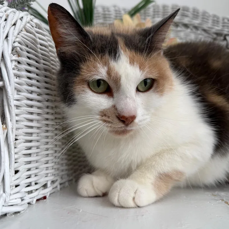 Inner Circle thumbnail 2