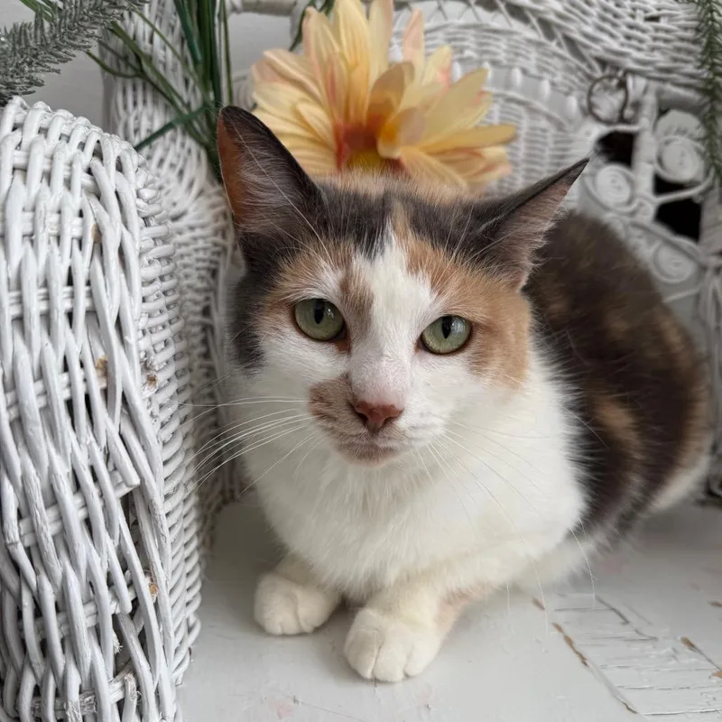 Inner Circle thumbnail 3