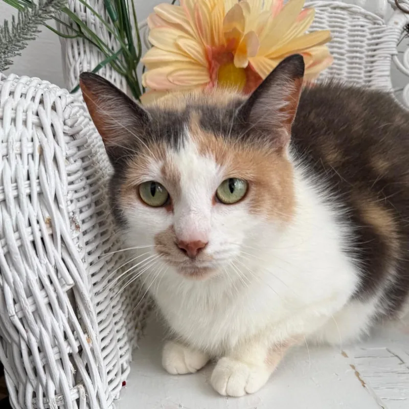 Inner Circle thumbnail 4