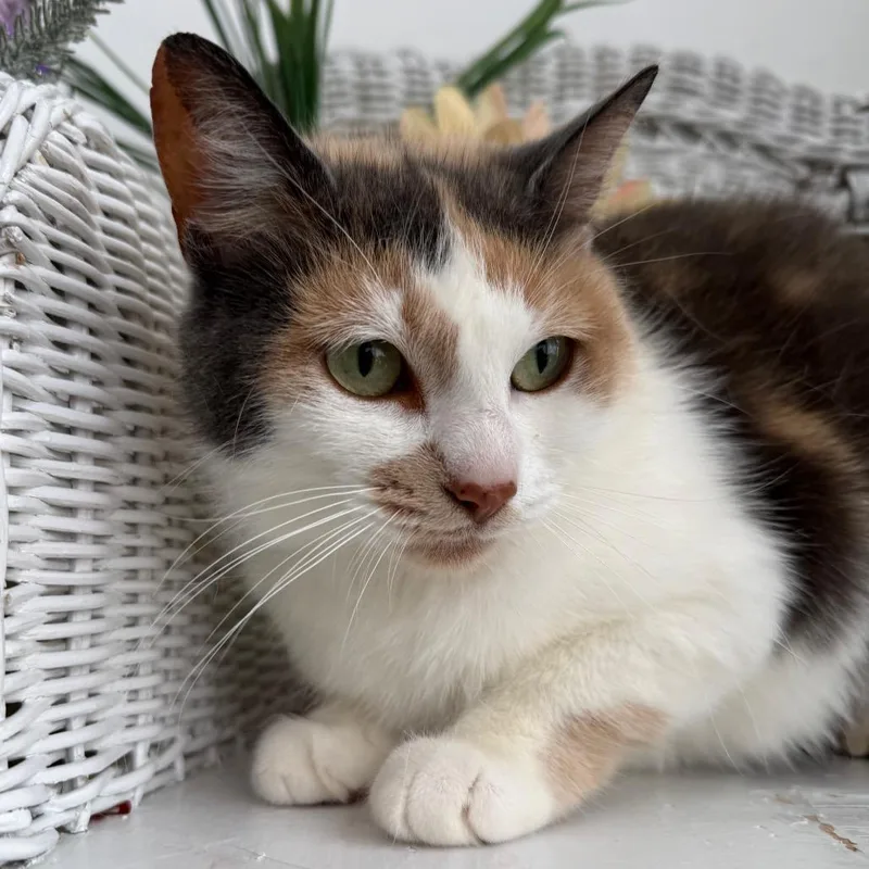 Inner Circle thumbnail 5