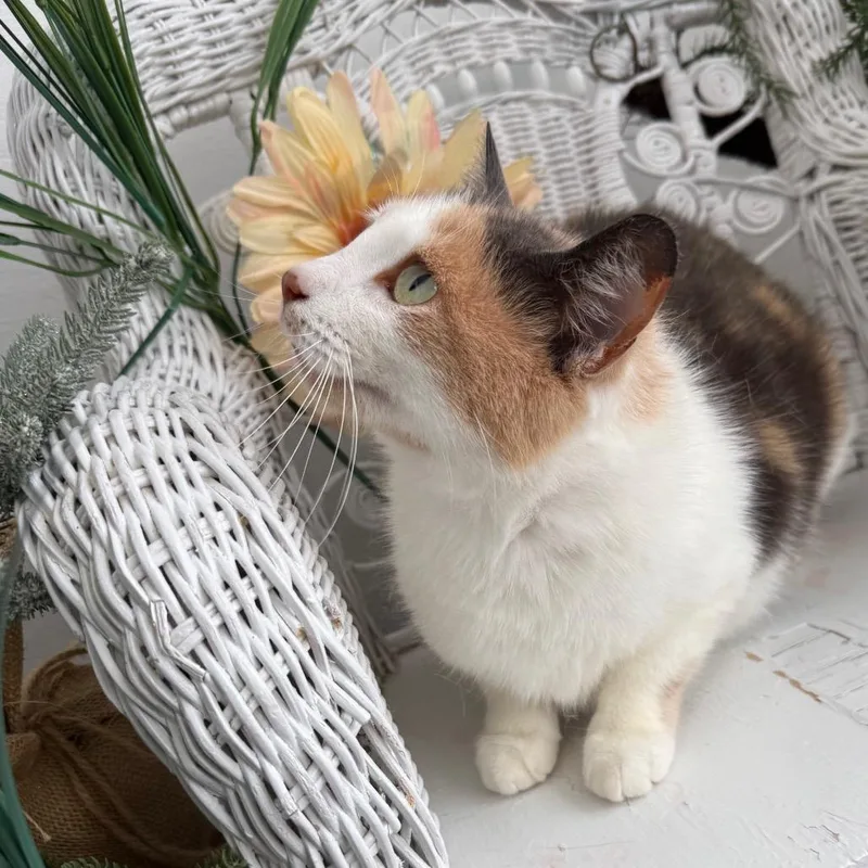 Inner Circle thumbnail 6